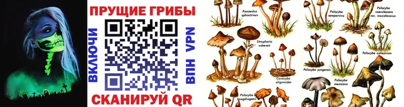 Псилоцибиновые грибы Psilocybine cubensis  ОМГ ОМГ ссылки  Черняховск 